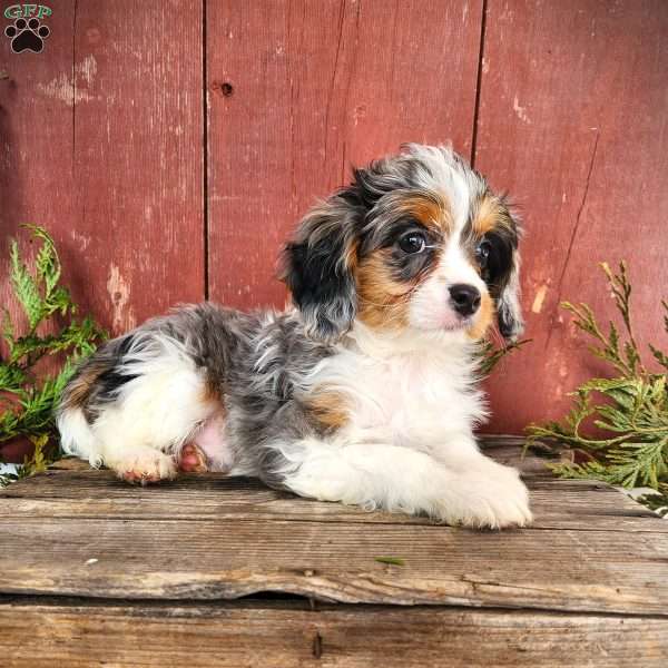Terry, Cavapoo Puppy